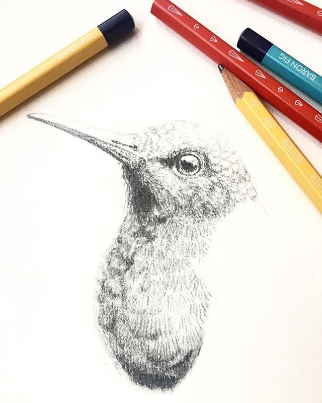 KCGillies's tweet photo. Sketched this little White-necked Jacobin with @baronfig Prismatic pencils and wrote a long overdue review on my blog ☺️ check it out and let me know what you think! Link in bio ➡️
·
·
#scientificillustration #naturalhistory #pencilart #birdart #wild… https://t.co/5zStYVnKPp https://t.co/89IKpPVUKl