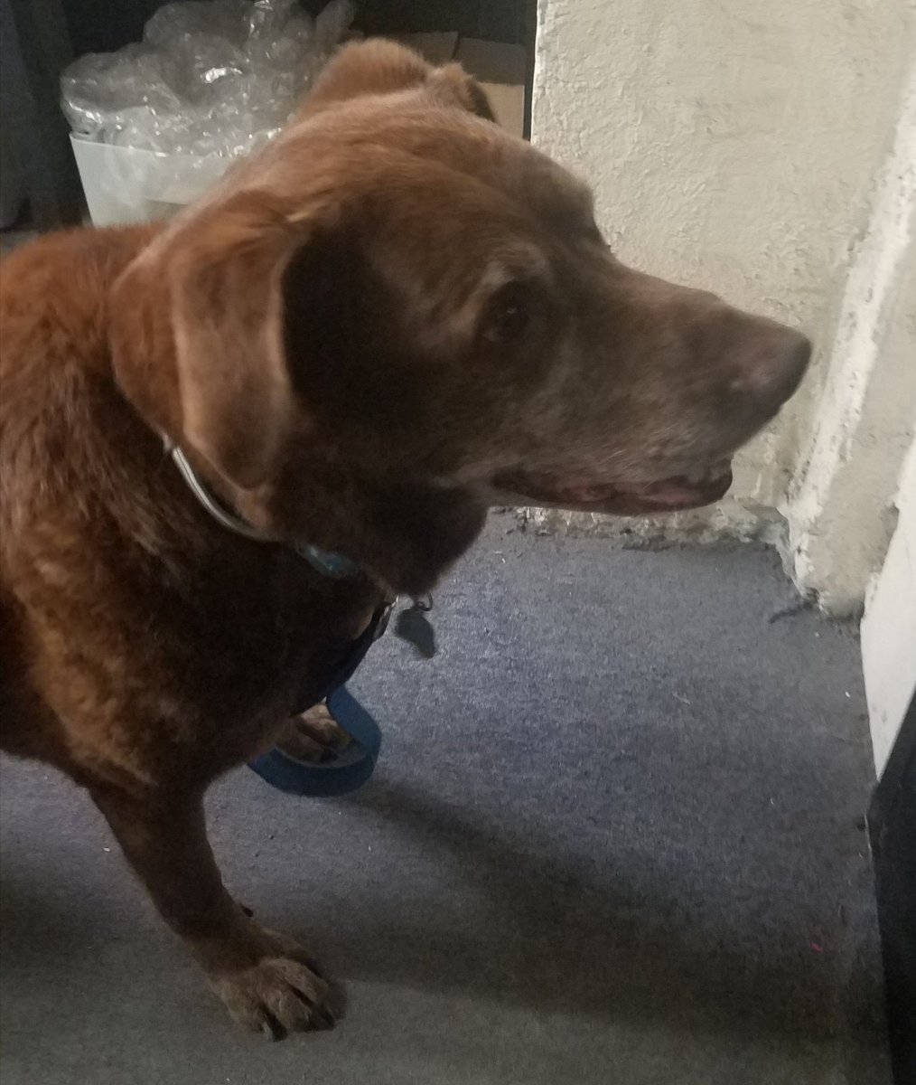 boston_girl79's tweet photo. Heartbroken to find out this morning co workers bff has passed over the rainbow bridge Friday night. #RIPComet 😢💔🐾🌈 https://t.co/aeSspxLqRk