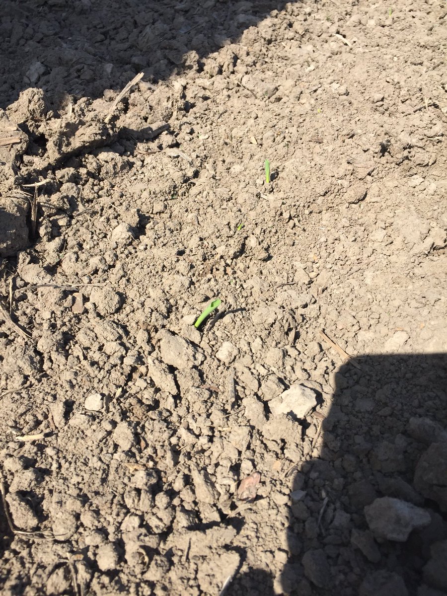 Corn is spiking!! Planted 4/27 <a href="/ChannelSeed/">Channel Seed</a> #210-26 off to a good start!! <a href="/mkagsolutions/">M&K Ag Solutions</a> #PlacedToPerformContest