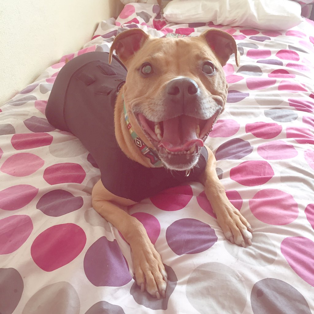Frankensteinn4's tweet photo. Mom changed around this old thing and it now works perfect as a cooling vest. Whatever that iz! I feel much more comfy since she puts it on though! I was very hot! https://t.co/0UcxsfBRfJ