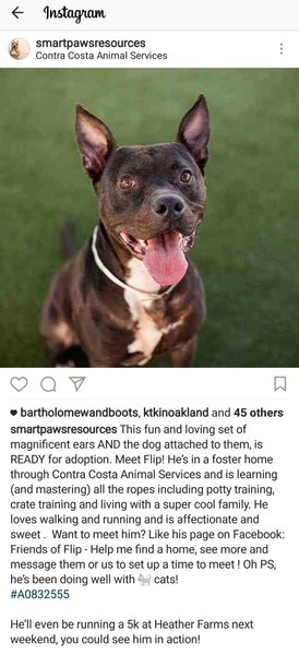 AdoptCCAnimals's tweet photo. Adoptable #Dog #Flip_CCSTCA_02 I'm everywhere on social media! #popularpup๐ถ๐OK with kitties!๐บ๐ฆ๐ฑ๐ https://t.co/m1kXMWpznx | #impactpups https://t.co/E7wA8OgFOy https://t.co/k3WuHpe8VK
