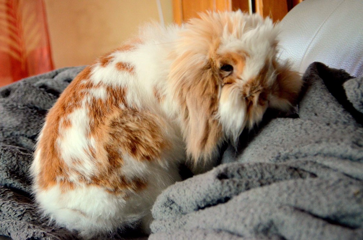 ElodayJoly's tweet photo. Ma petite boule d’amour, partie pour toujours... 💔🐰👼🏼 https://t.co/HX2ZxsJ7Ap