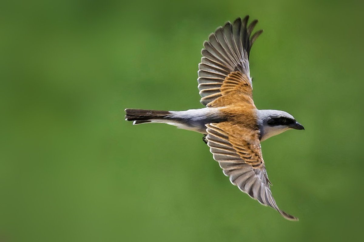 soheil_far's tweet photo. قصاب زیبا،  سنگ چشم پشت سرخ 
The pretty butcher, red backed shrike 
#birdgraphy #birds #flightshot https://t.co/JwA2NUiYmt