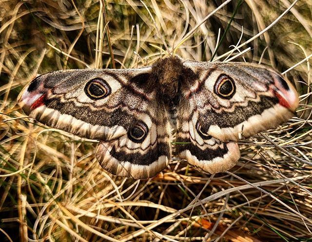 farmerpaula's tweet photo. Up on #Dartmoor today with the family celebrating a birthday, the sunshine and family. We swam in a high Dartmoor brook, picnicked in the dappled shade of a hawthorn and saw many a wonderful thing. Here is a freshly emerged emperor moth - how exquisite i… https://t.co/XP2oIdjHaO https://t.co/aRJ0TXw9pJ