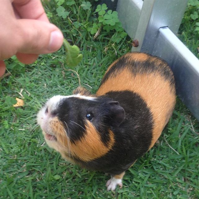 guinea_pig_care's tweet photo. Get this food down, hooman! I am not that tall!! 😾 ⠀
#guineapig #meerschweinchen #cobaya #petsofinstagram #cavy #cuy #guineapigsofinstagram #guineapigs #pets #marsu #marsvin #guineapiglove #cavia #cobai #kobay #porcellino #guinie #guiniepig #feature_do2 #furryfeature… https://t.co/LNcw9RcUTI