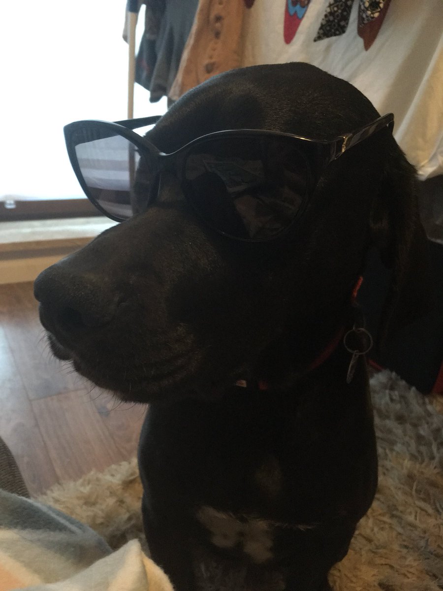 _Miss85_'s tweet photo. Coolest dog in town 😍 https://t.co/i41IFqCYjG