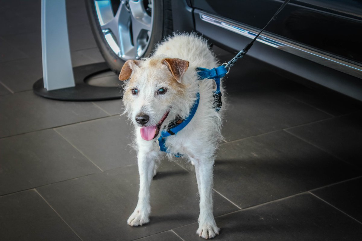 CoMoSubaru's tweet photo. Jimmy Jack is University Subaru's Dog of the Day!🐶🐶😍#UniversitySubaru #Subaru #Subee #ColumbiaMO #Columbia #Mizzou #Missouri #MO #COMO #LOVE #MIDMO #dogoftheday #GoodBoys #dogsoftwitter #Doggos #pupper #puppylove https://t.co/TaSHQttz5o
