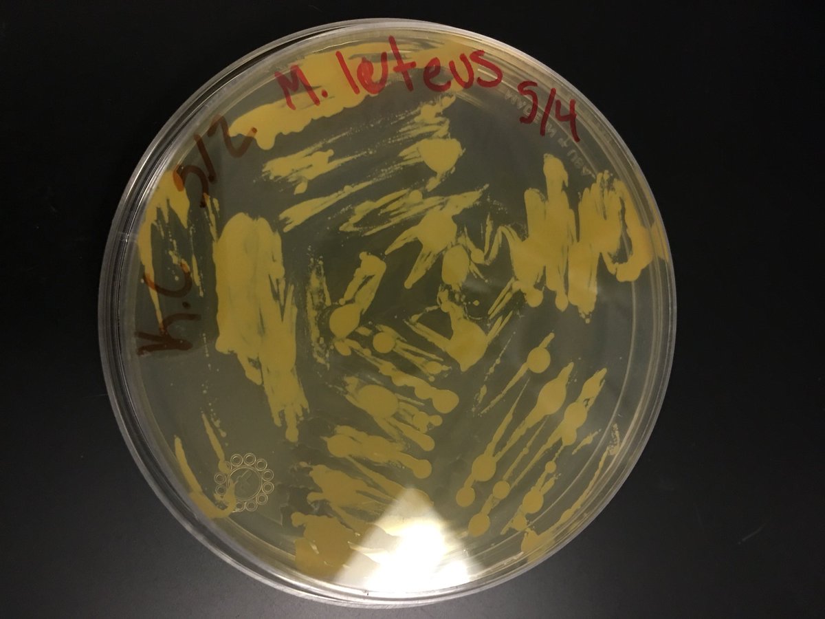AMARYEVPBS's tweet photo. Standard 43: Isolating Bacteria Streaking! #RHSBMS https://t.co/kWHggqsxJc