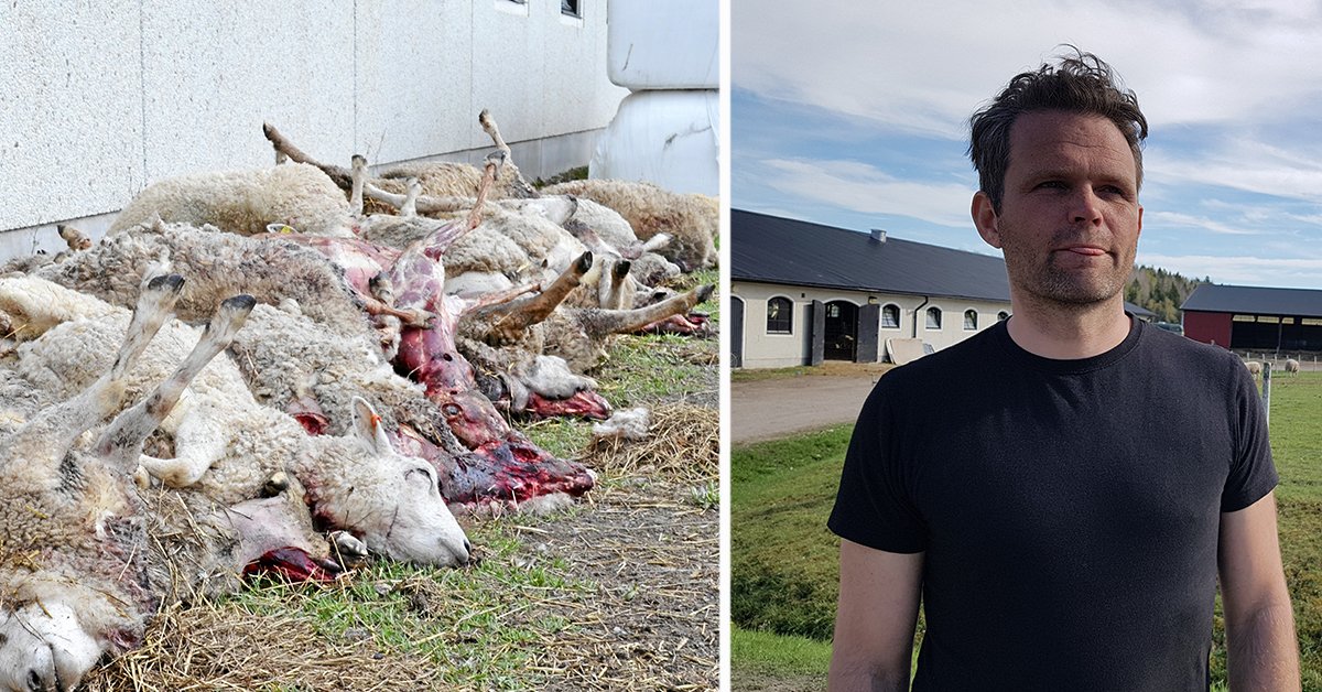 LandLantbruk's tweet photo. Fårägarna på Molstaberg: ”Vi orkar inte längre plocka fler lik” https://t.co/XcZ2B8CGRw #får #varg #vargattack #molstaberg #gnesta #lantbruk #jordbruk #LRF @LRFSverige https://t.co/4sJePmVzmP