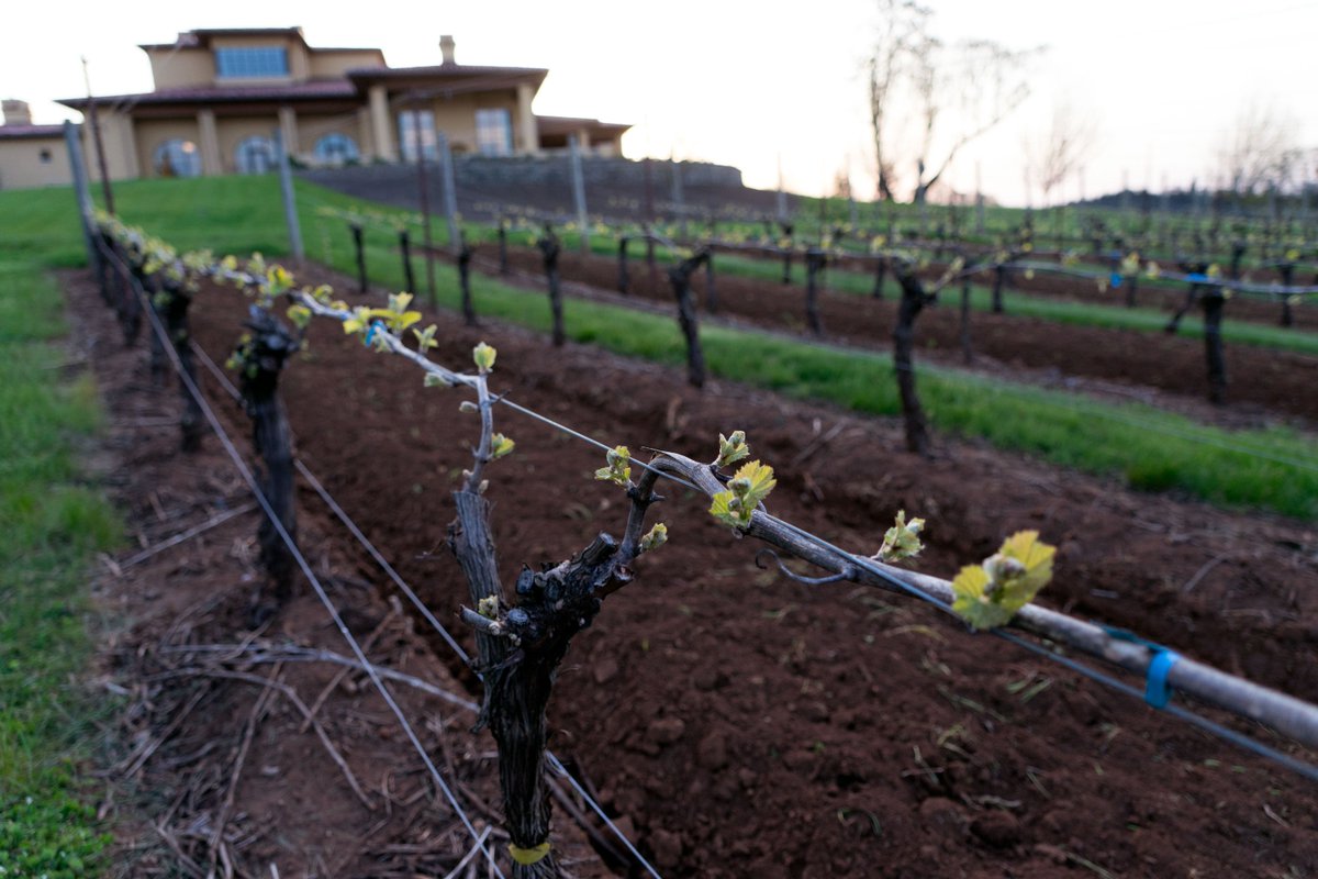 Spring is one of the most exciting times around the vineyard, #budbreak is well underway, and the excitement of a new vintage is in the air! #dundeehills #oregonwine #vintage2018 #willamettevalley #pinotnoir #chardonnay