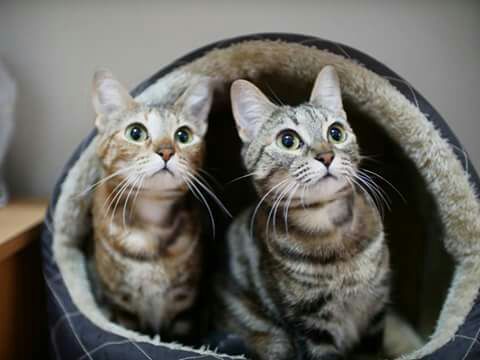 adaanacom's tweet photo. Rebe y Claire <3 <3
¡Madre e hija, inseparables!

Sabemos lo complicado que resulta encontrar un hogar que quiera adoptar a las dos, pero se tienen un amor que es precioso verlo.

¡Ayudadnos a conseguirlo!

ADOPTA/ ACOGE/ DIFUNDE 
adopciones@adaana.com
#AdoptaNoCompres https://t.co/56nUiiSZWn