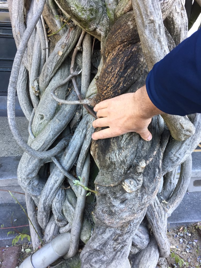 Amsterdam kent ‘beschermwaardige houtopstanden’. Een juridische definitie voor bijvoorbeeld #monumentale bomen. Maar ook klimplanten, zoals een beeldbepalende blauwe regen (Wisteria) kunnen hieronder vallen. Blauwe regen kunnen honderden jaren oud worden.
