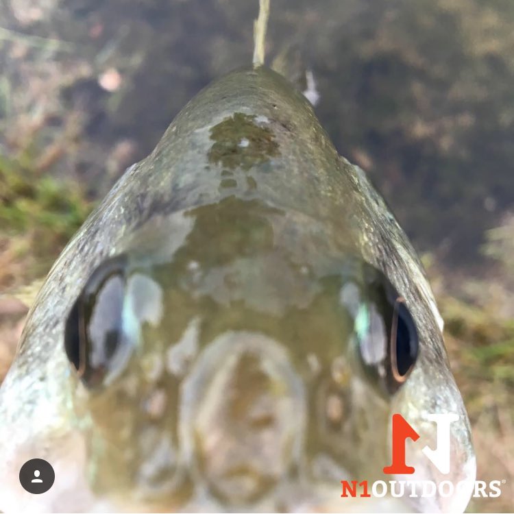 N1outdoors's tweet image. Don’t blink. #staringcontest #bass #N1outdoors