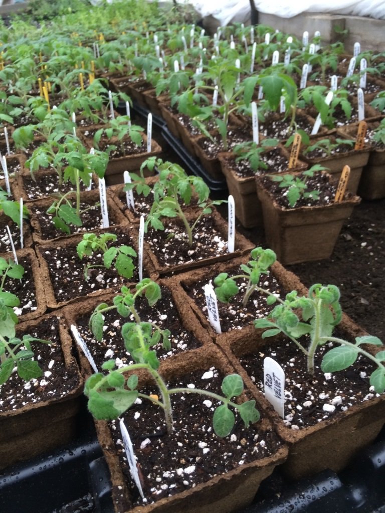 earthalivect's tweet photo. Biodegradable Cowpots and organic Soil Activator, the perfect duo for no-fuss transplants! #SoilActivator https://t.co/ltYpod07Il