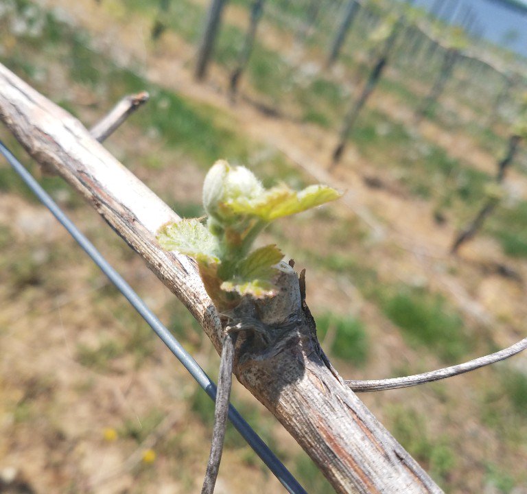 ChateauBuDeWine's tweet photo. Spring Has Sprung at Bohemia Manor Farm - https://t.co/iXgNCSIsLj https://t.co/xMVCF2TSS1