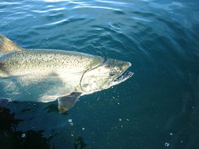 PACIFIC SALMON FOUNDATION tweet media