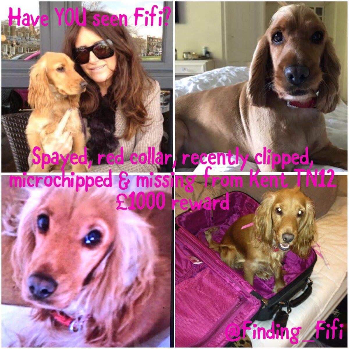 rosiedoc666's tweet photo. #findFifi #stillmissing 22/1/17

the not knowing is the worst💕
is she looked after💕
is she fed properly💕
does she have a happy home💕
PLS PLS IF YOU HAVE FIFI 💕
BRING HER HOME 💕
THERE IS A #reward it still stands 🐾💕🐾 https://t.co/EfO4PozesR