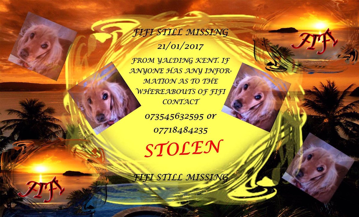 rosiedoc666's tweet photo. #findFifi 

#reward waiting 💰

DID YOU TAKE FIFI? bring her home safe 💕 https://t.co/gaz8EyIqUw