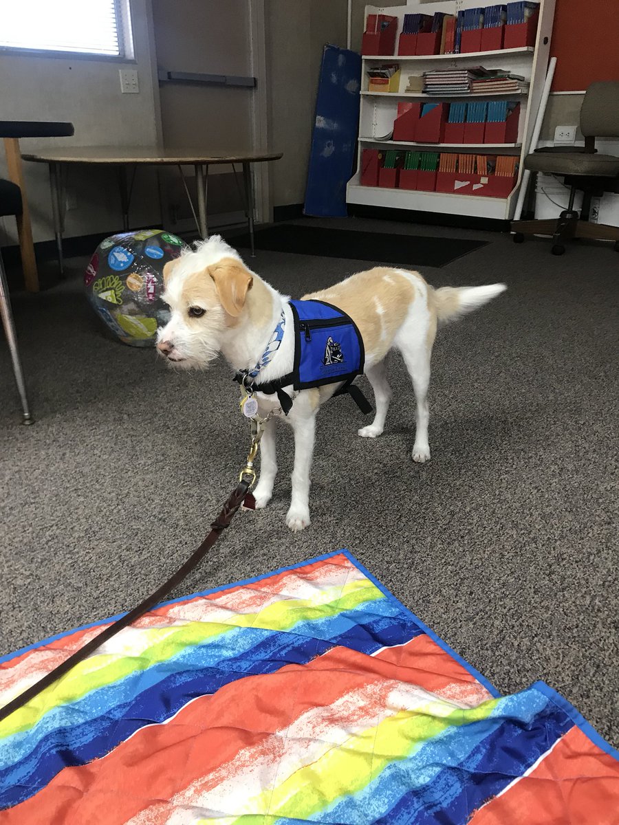 WomerJessica's tweet photo. I was thrilled to work on my student’s communication today while Otis came to visit from Love On a Leash! We described how he looks, feels, his size, and practiced asking questions to his owner! Such a fun activity!@MEE_FUESD #slpfuesd https://t.co/SetukAV32E