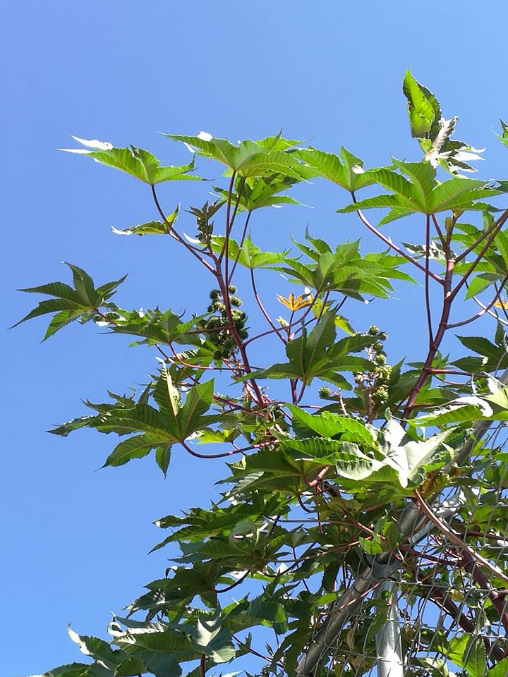 カソーダ Twitter Search