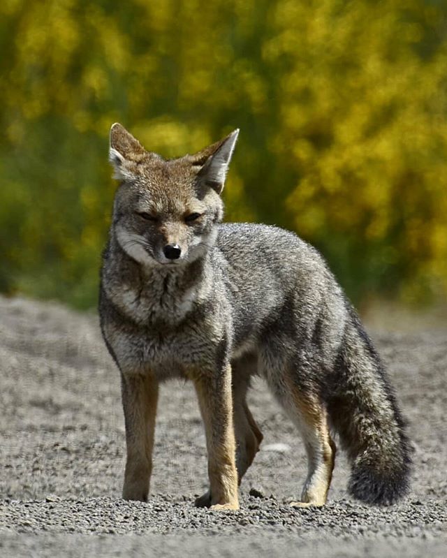 AChilepoh's tweet photo. 📸 @asperchile - Zorro gris, Parque Nacional VICENTE PÉREZ ROSALES.
#chile 🇨🇱 #wildlife #nature #yoamoviajarporchile #petrohue #natgeochile #chileestuyo #somoschile #bechile #somosachilepoh #fox #chilemaravillas #zorro #yourshotphotographer #foxes Descubre y Conoce @achi… https://t.co/XKIROZTzFq