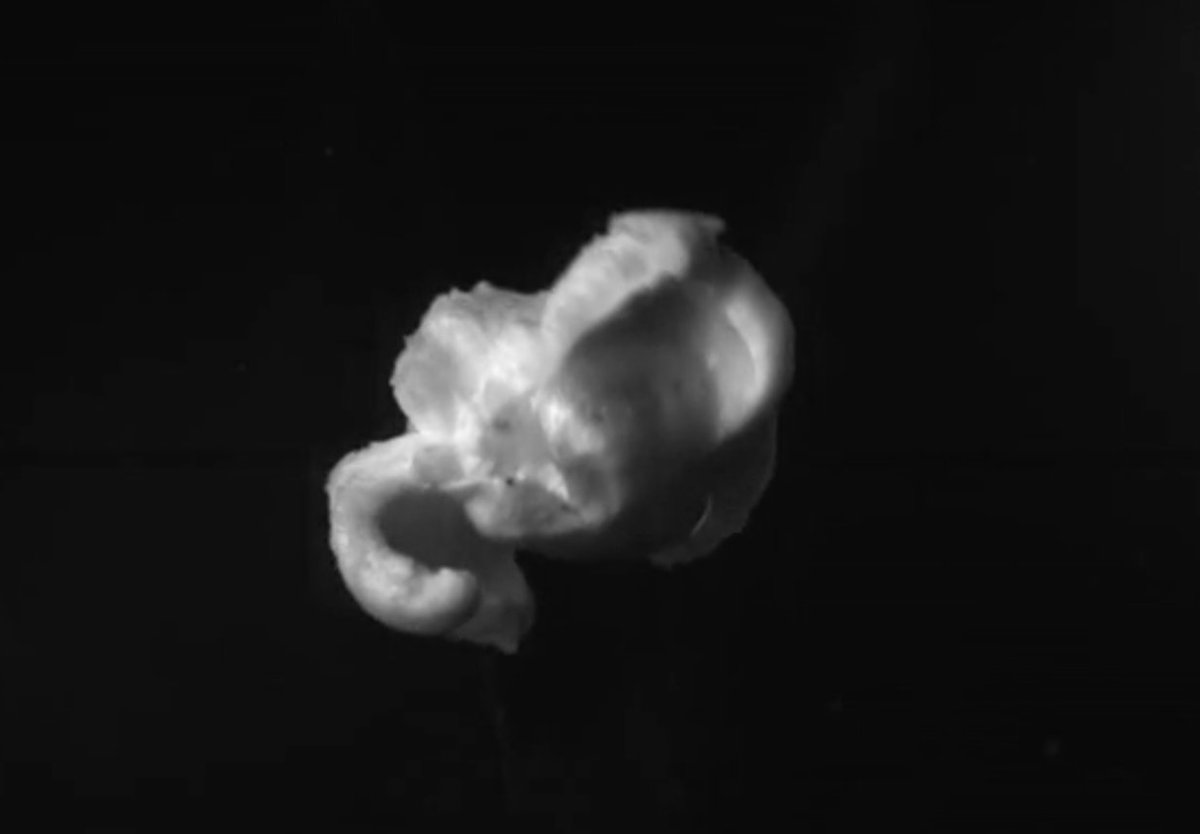 eltshow's tweet photo. 🌽 New Episode🌽 The Corn Identity: Why does popcorn pop? How long have people been eating it? And the *truth* about baby corn... WARNING CORNOGRAPHIC IMAGES https://t.co/CnAunnE9kV thanks @EmmanuelVirot for the popcorn facts. https://t.co/glw1OwqfYc