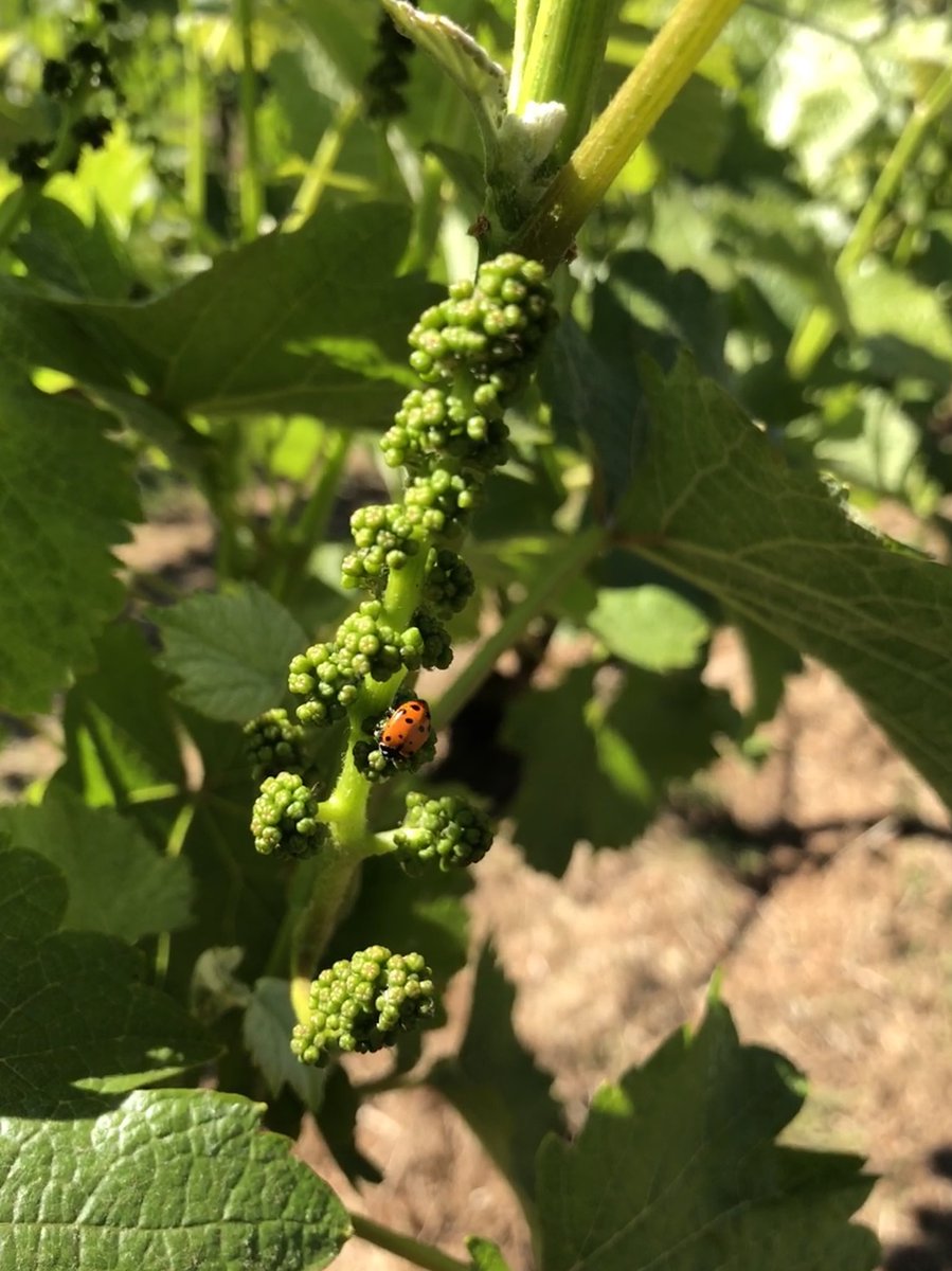 Ladybugs are always a great sight in the vineyards! Along with bird boxes that we have put in the vineyards as homes for barn owls, kestrels, sparrow hawks and bluebirds, these welcome creatures help naturally keep gopher, mole and insect populations in check 🐞🌱 #organic