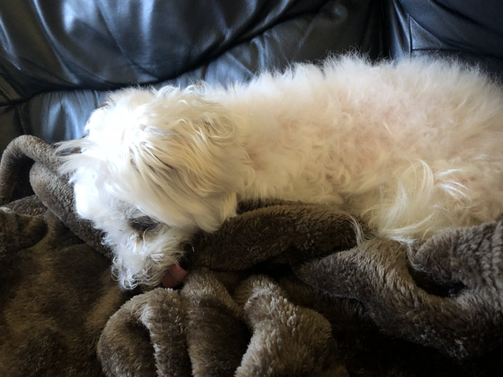 lacatherinela's tweet image. Things are getting back to normal 💖

#furbabyisbackhome #postmove #mentalillness