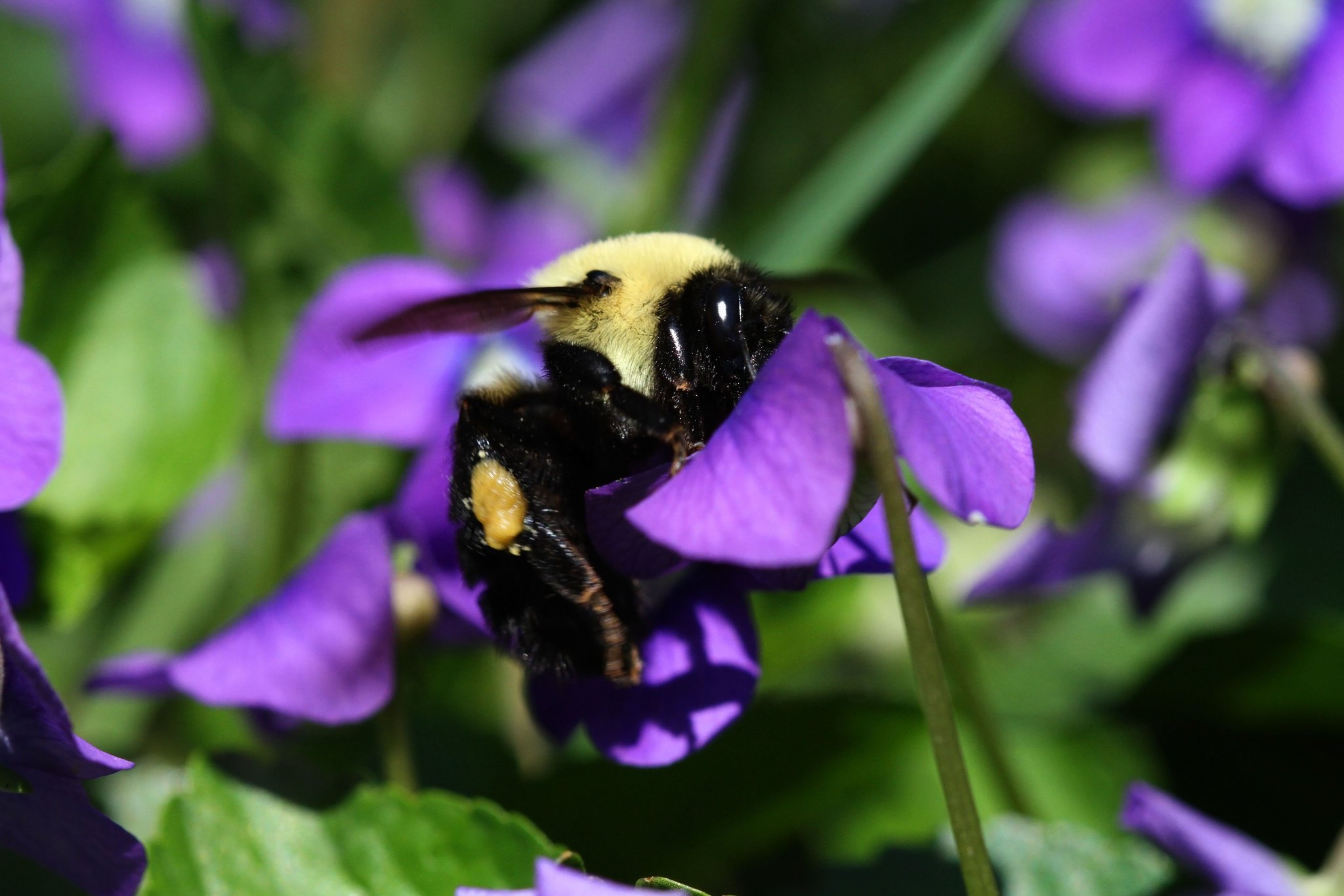 Backyard Ecology🦋 on Twitter "Leave the "weeds" for the bees! Many