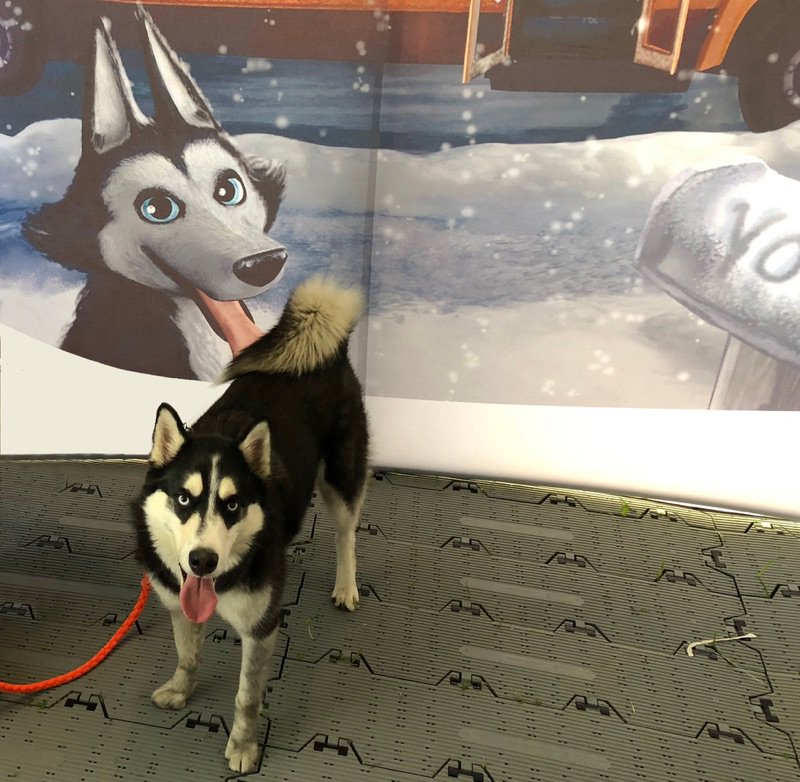 operationyouvr's tweet photo. One of the many characters you will see,
In Operation YOU's #VirtualReality!
YOUR pup came out to say "Hi,"
So YOU...
Can #StepInside!

#Kimik

#StepInsideYourBook #WorldsFirstVRBook #augmentedreality #empathy #empower #educate #dog #vrstorey #childrensbook #bestseller #education https://t.co/CvAEchFVi0