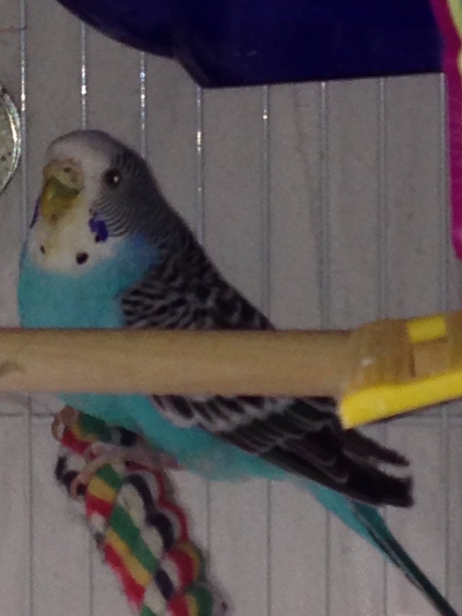 danapixie's tweet photo. #pawcircle #wingcircle  RT @picobudgie: To all my friends, Momma found me at the bottom of my cage. I made my final flight OTRB. Everyone is crying here. Please don’t cry. I left suddenly but Kermit was calling for me.
Remember I love you all. https://t.co/43BJVBfk2G