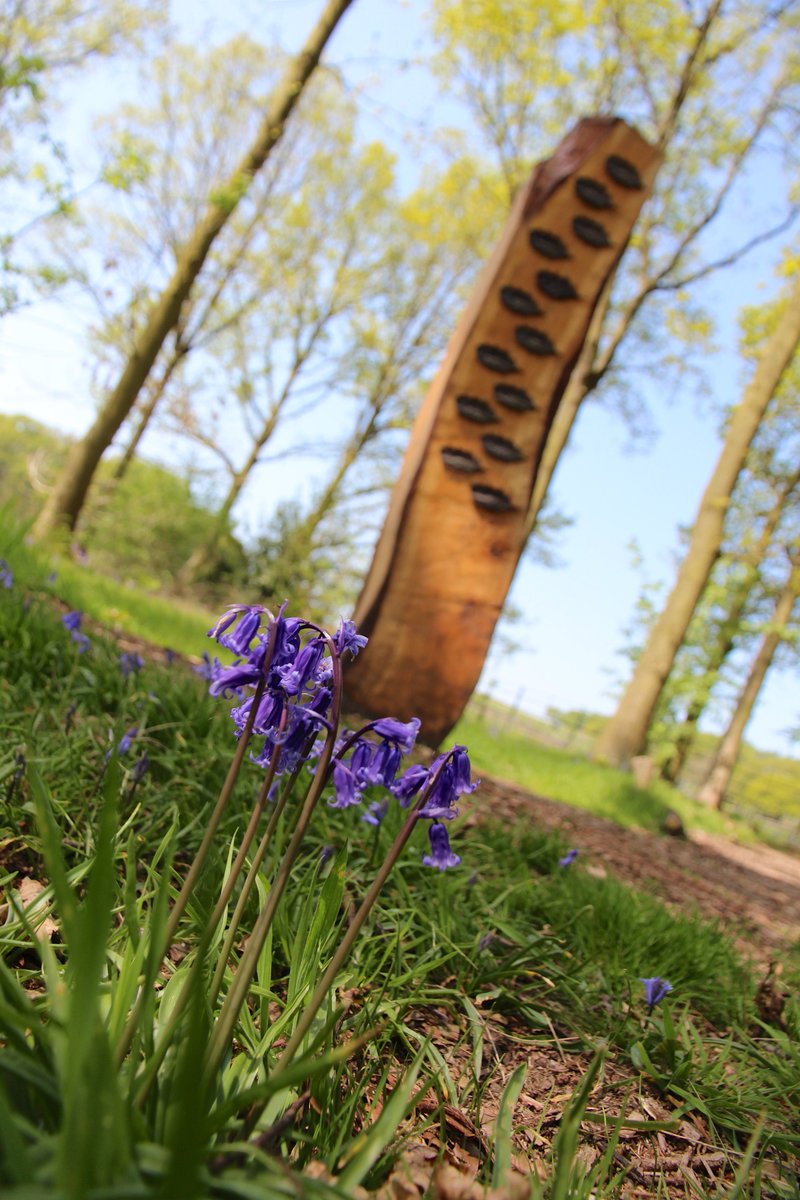 LeicsFreemasons's tweet photo. The bluebells are out in the @BradgatePark Memorial Wood #Freemasons #Leicestershire #Rutland https://t.co/pkgDrLEs6z
