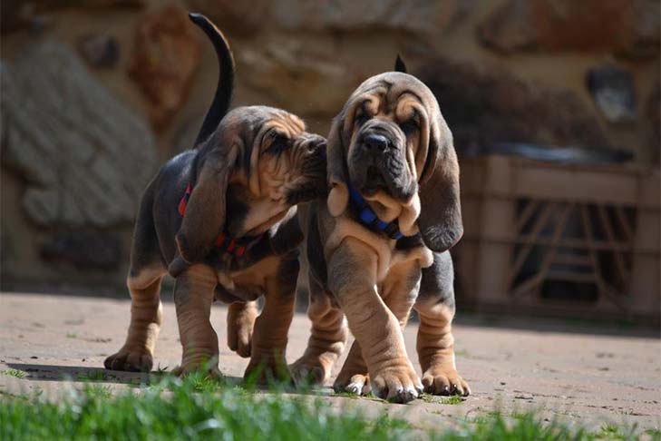 Bloodhound #dogs have a keen sense of smell and have been used since the Middle Ages to track criminals. Look how cute these little investigators are!

#bloodhounds #K9ResortsFunFacts