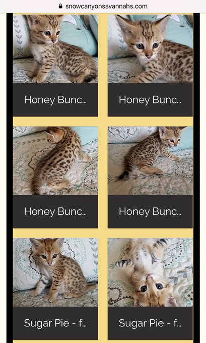 I want one sooo bad.. 😍 Birthday is at the end of the month. I might do it! https://t.co/oWlBSzm0PM<a href="/tag/newprofilepic"class="tags"><span>#newprofilepic</span></a>