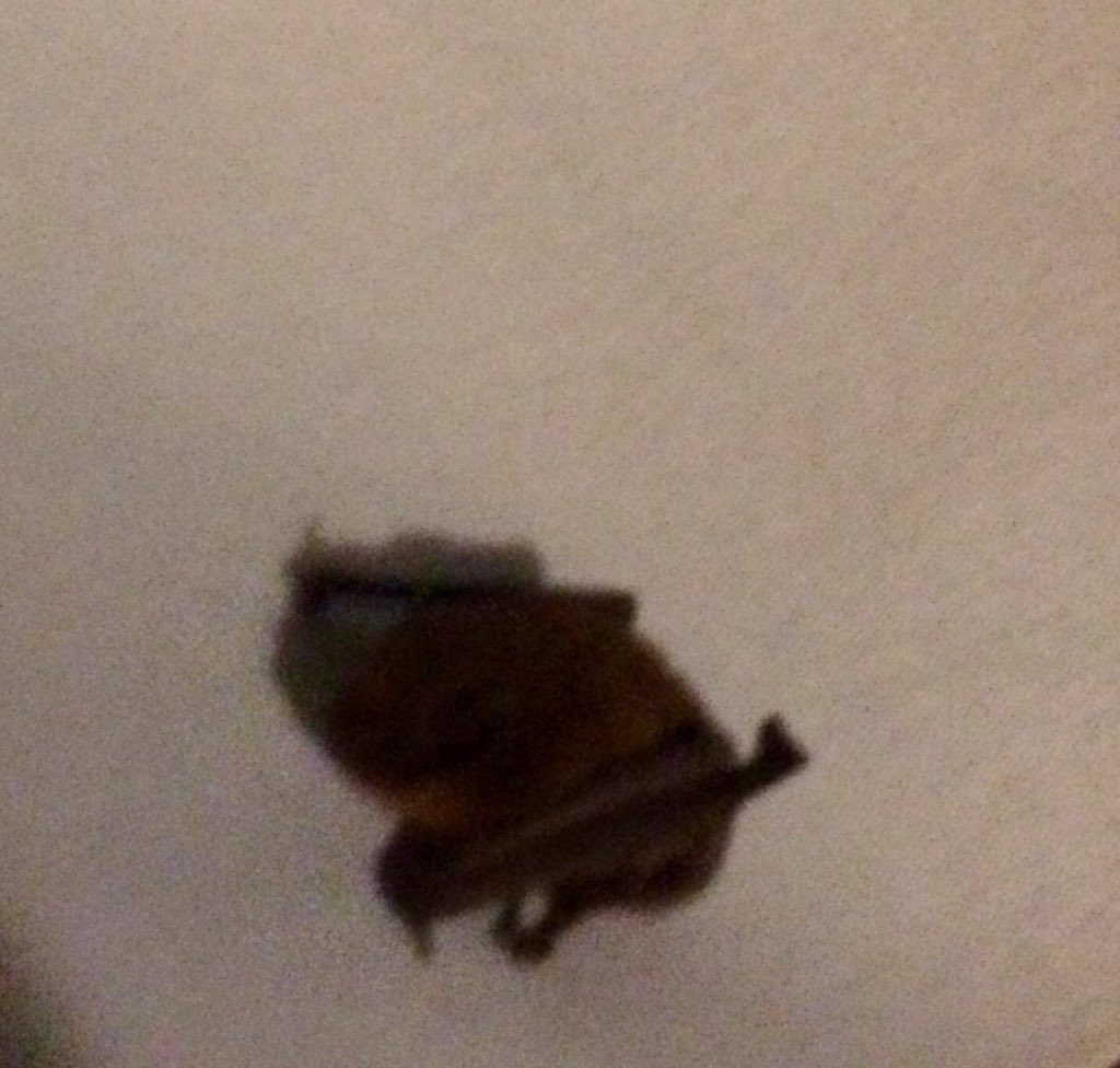 FionaOScience's tweet photo. Suffering with a migraine, sitting in the dark and in flies a BAT!! A BAT! Couldn't deal with it! Husband out so I called the Da! He has now been safely returned to the hedge! The bat, not my Da! @BatConservIre #superda #Ray #bats #BankHolidayMonday #GirlsInSTEM https://t.co/nGjkTtkWnY