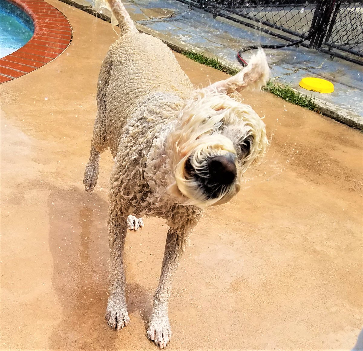 PPRNewOrleans's tweet photo. Its Motivational Monday, and Pet Paradise New Orleans is shaking it up! Have a great week NOLA! #mondayfunday #PetparadiseNewOrleans #MotivationallMonday #NOLApets https://t.co/eW1R555DSd