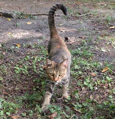 IngridNewkirk's tweet photo. Violet will purr for food.  Her “owner” tired of returning to the property she’d moved from, to feed her outside! PETA has her now &amp; she’s looking for a home ❤ Can anyone adopt? https://t.co/dQRs1DDnhb https://t.co/RLbb1zVm1H