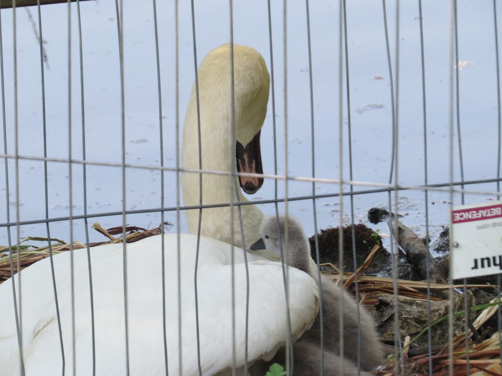 Salmonae1's tweet photo. Young Swan climbing to a warm ,safe place with mother young seen today on Haslem park pond. https://t.co/63ATmK6Ibv
