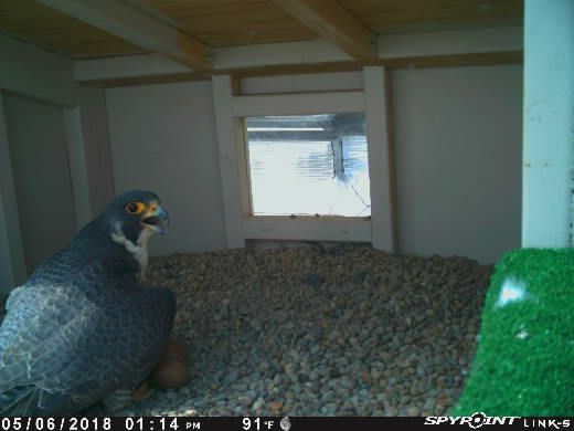 Lima #PeregrineFalcon Update: Watch for Signs of Hatching Soon! We are just under a week away from the estimated hatching of our peregrine falcon eggs: wildohio.gov/falconcam #wildohio #falconcam