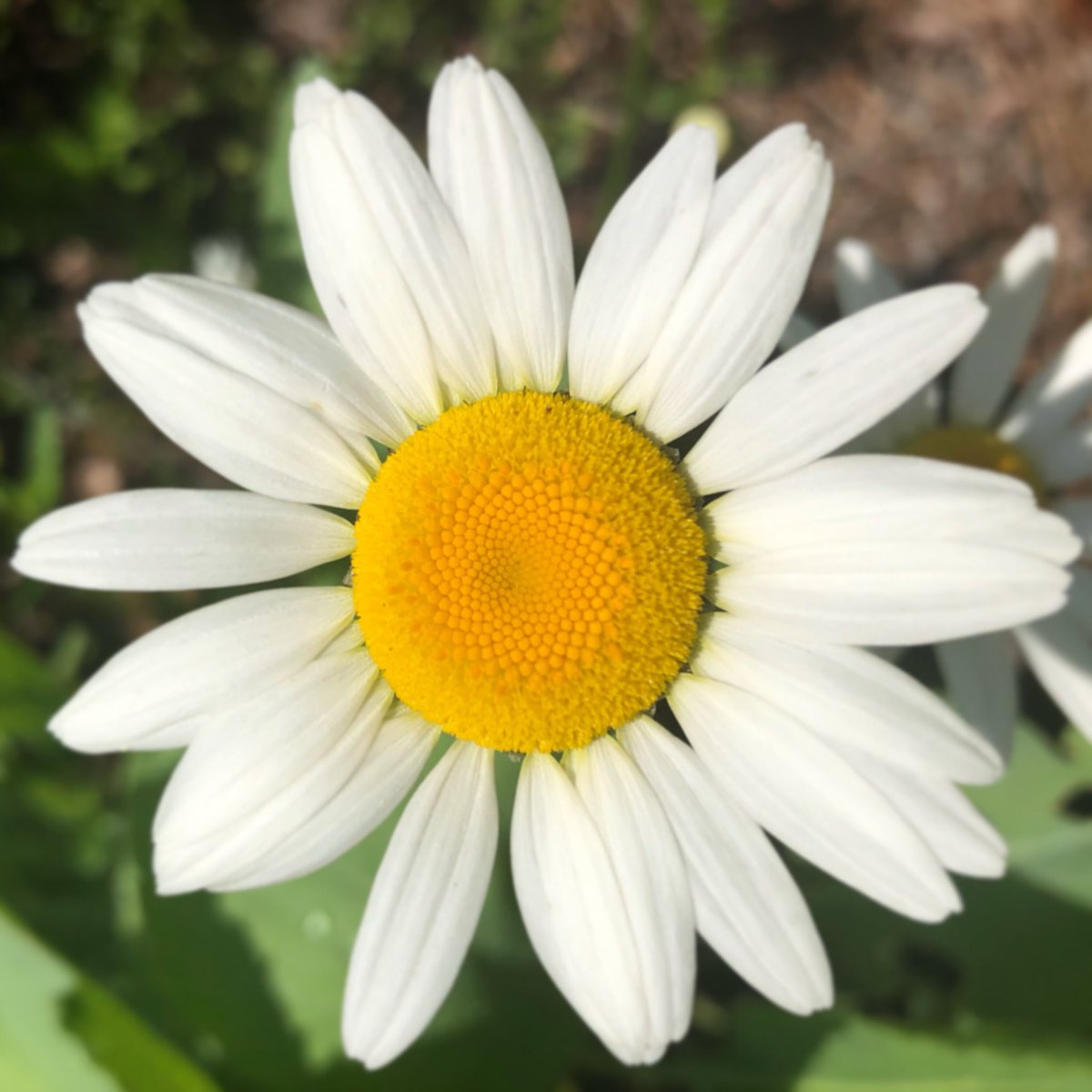 hsvgarden's tweet image. Don’t let anyone trample on your daisies ♥️ happy heart 
#HBGMoments 
*no daisies were hurt in the making of this post ☺️