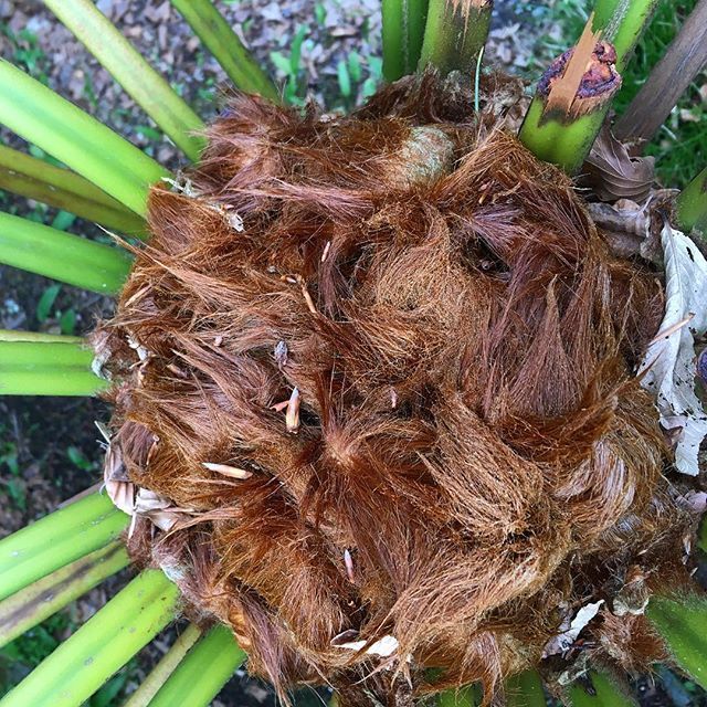 Choclette8's tweet photo. Was this a certain American president’s toupeé we found lurking in a tree fern, we wondered?
.
.
.
#treefern #dayout #coltenfishacre #greatbritishgardens #bitoffun #scrumptiouslife #fbc18uk #fbcuk16 #fb #toupee #nationaltrust https://t.co/E0kG9UVMOd https://t.co/hg9TA2ROtr