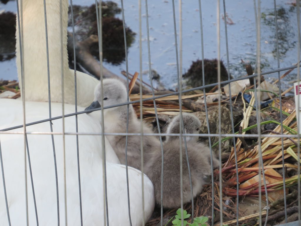 Salmonae1's tweet photo. Young Swan enjoying a walk. https://t.co/lPD0f3M25M