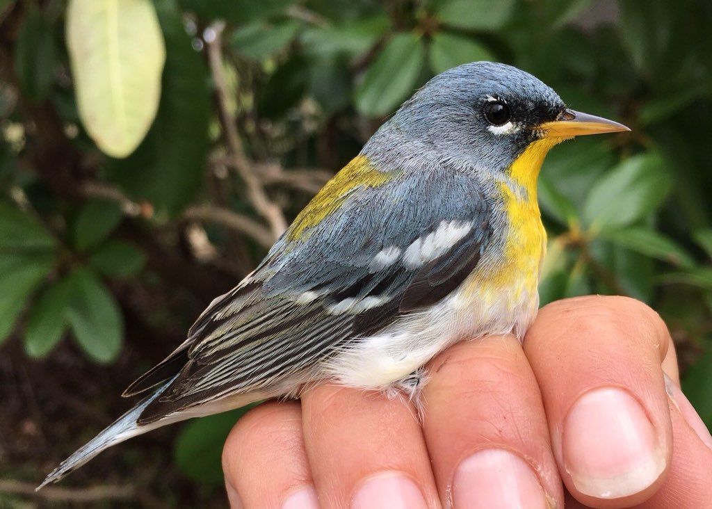 ManometBanding's tweet photo. We’ve banded four Northern Parulas this morning @ManometCenter, including this second-year male. One of the first #neotropical #warblers to return in Spring, listen for their buzzy zeeeeeeee-up song coming from the forest canopy. #manometspring2018 #northernparula #birdbanding https://t.co/KiPV7qRGzr