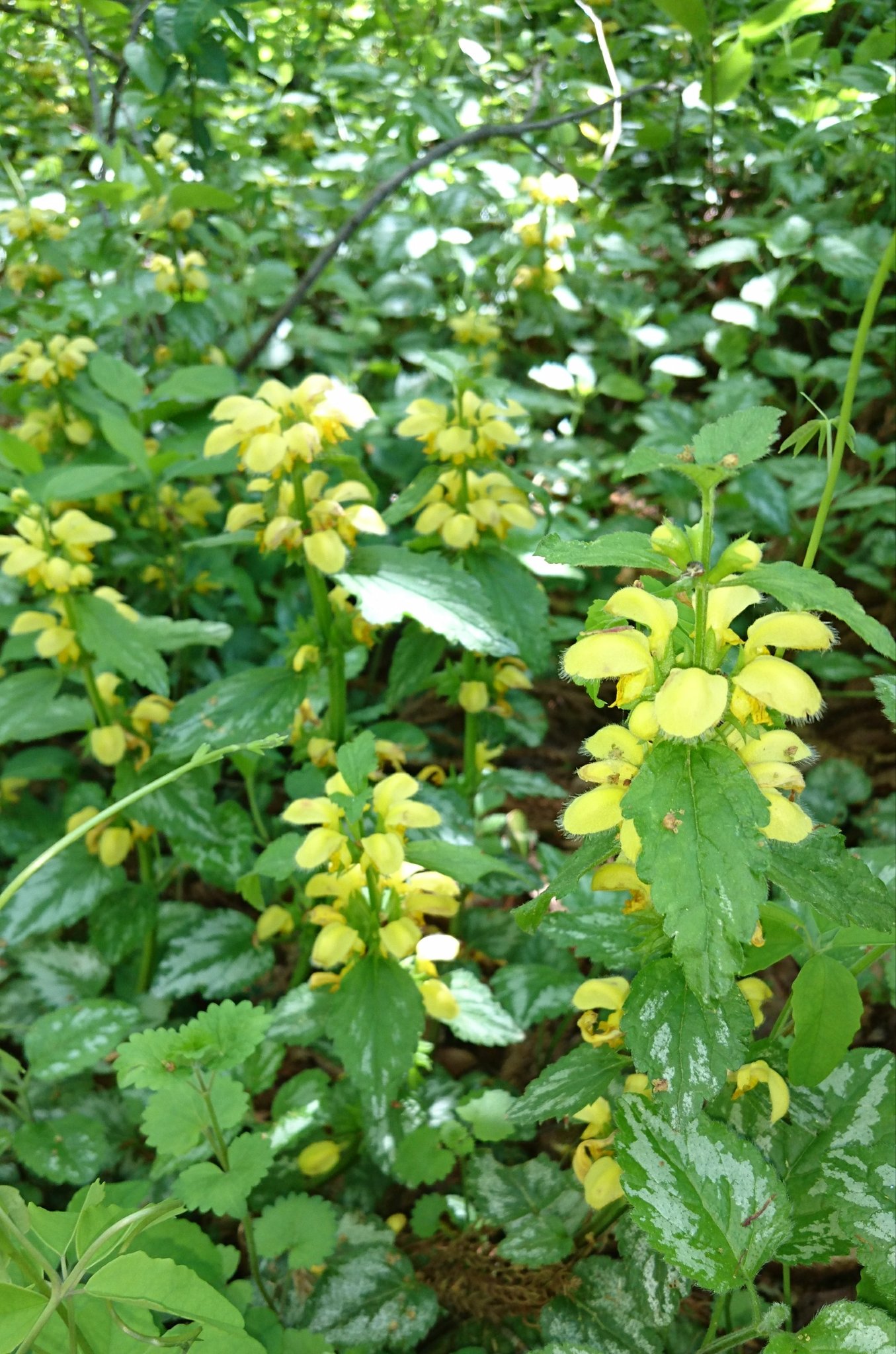 ほうきがわ ラミウム ガレオブドロン 丈夫で殖え過ぎて困って ます 同じく増え過ぎて困っているシラユキゲシ は地下茎で増えますが ラミウムは大勢にツルを伸ばします T Co Zjvvc97frl Twitter