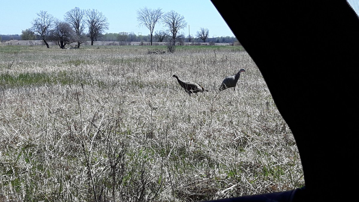 17Deer's tweet photo. Spent a few hours in the turkey woods with my good buddy @JohnBrayman today.
This hen stayed with us for close to 40 minutes, even bedding down beside my jake decoy for awhile. #SpringTurkeys https://t.co/iSyeAzmm0m