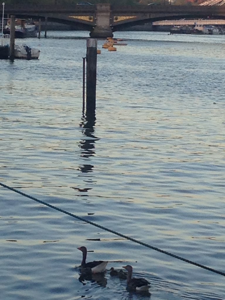 Susana95404322's tweet photo. #saveourboats #communitynotcommodity Look who came for dinner! https://t.co/agl25mveEk