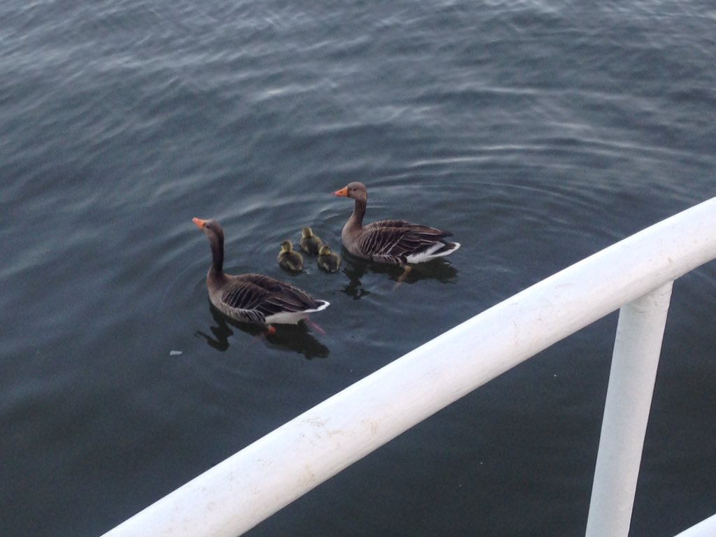 Susana95404322's tweet photo. #saveourboats #communitynotcommodity Look who came for dinner! https://t.co/agl25mveEk