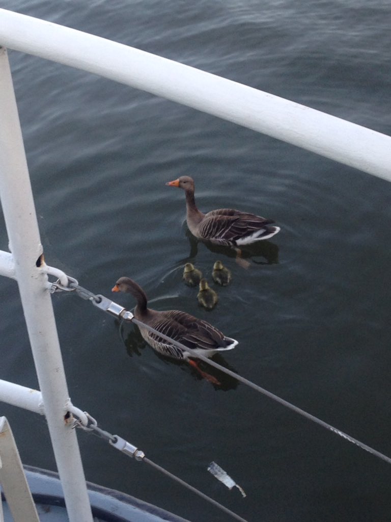Susana95404322's tweet photo. #saveourboats #communitynotcommodity Look who came for dinner! https://t.co/agl25mveEk
