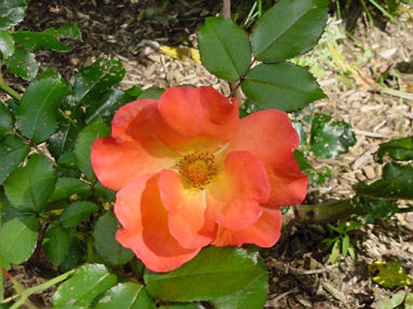 shop Proceedings of the