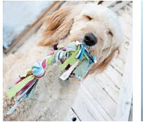 kingphiliplib's tweet photo. May in the makerpsace - we are creating dog pull toys  - in need of old T-shirts - if you have any to donate to this cause - please drop of at the LMC - we will donate our pull toys to the Humane Society . #whpskp https://t.co/JTT7IK0nnU